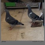 کبوتر