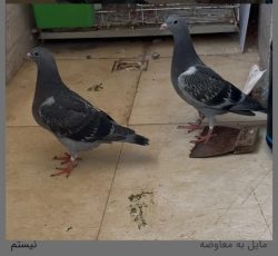 کبوتر
