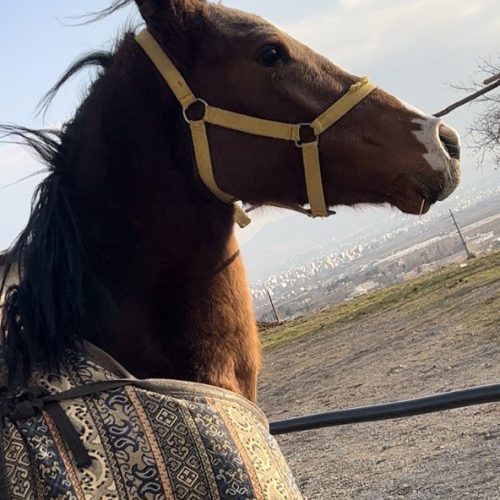 اسب مادیان و نریان