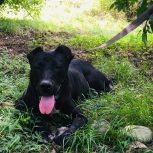 سگ سرابی 2سال نیم