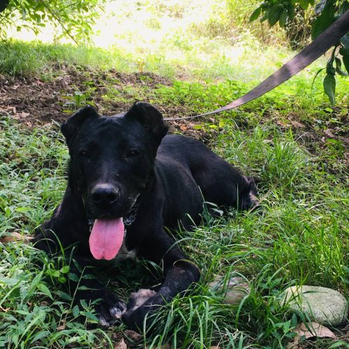 سگ سرابی 2سال نیم