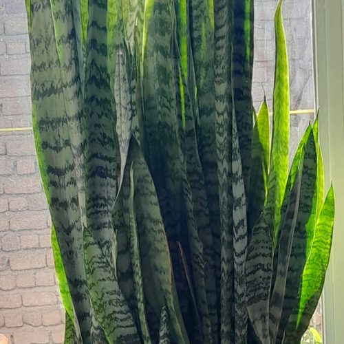 برای فروش گل