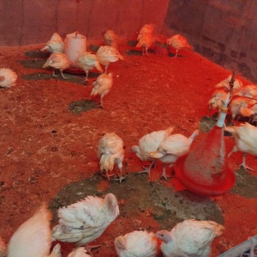 بوقلمون بیوتی