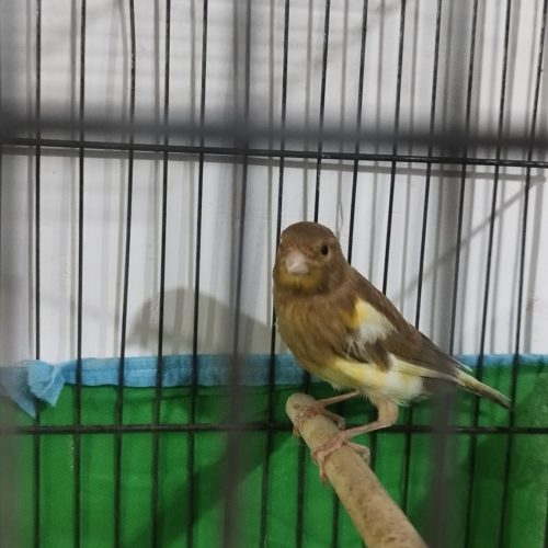 چندعدد قناری نر درجه 1