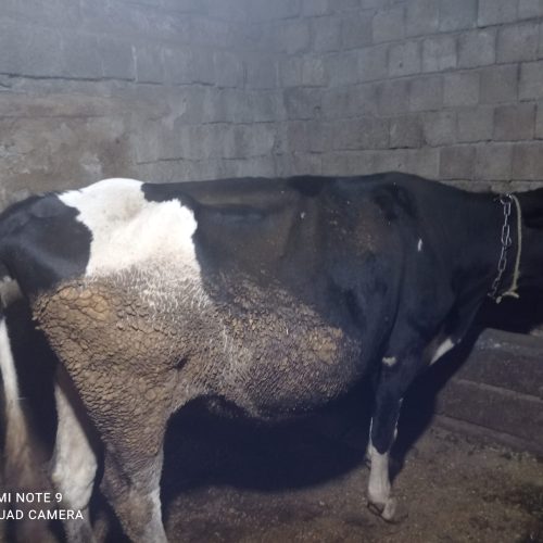 دو عدد گاو یکی سیمنتال و یکی هلندی هردو آبستن شده 3ماه‌آبستن‌