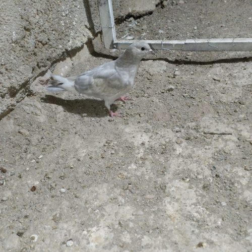 کفتر