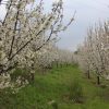 فروش خانه و باغ