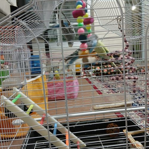 مرغ عشق سالم و خونگی