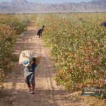 کارگر پسته چینی