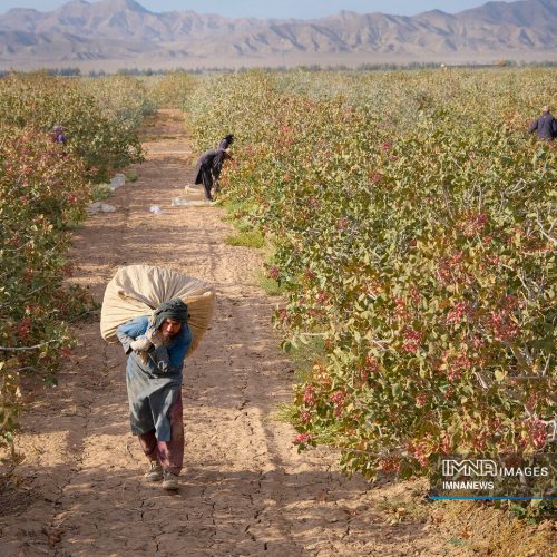 کارگر پسته چینی