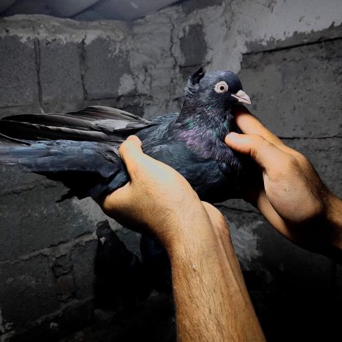 فروش 3عدد زاغ زینتی