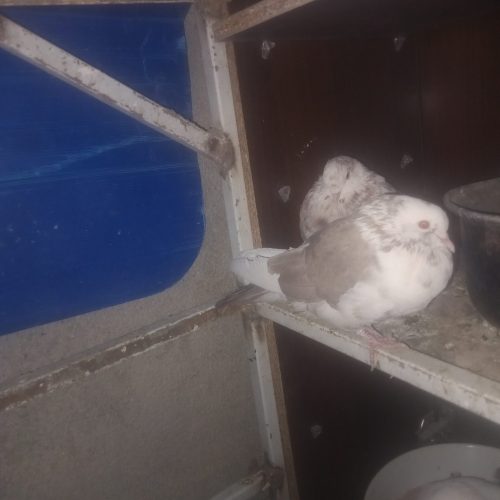 کفتر