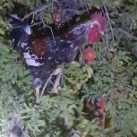 خروس زیبا و درشت
