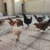 مرغ و خروس محلی تخم گذار
