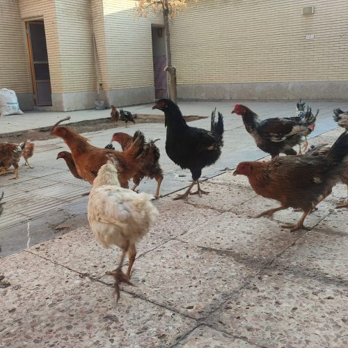 مرغ و خروس محلی تخم گذار