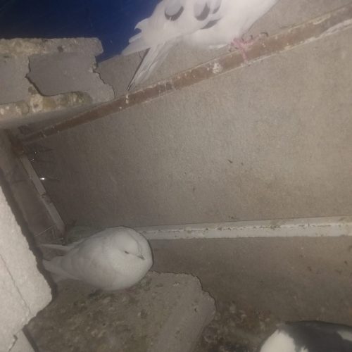 کفتر