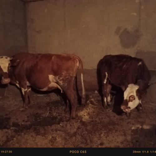 گاو سیمنتال