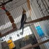 عروس هلندی نر جوان