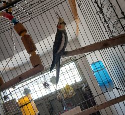 عروس هلندی نر جوان