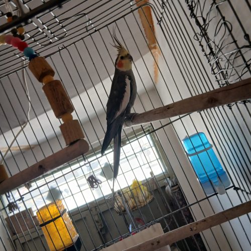 عروس هلندی نر جوان