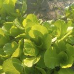 نهال کاهو کرجی سفید روغنی