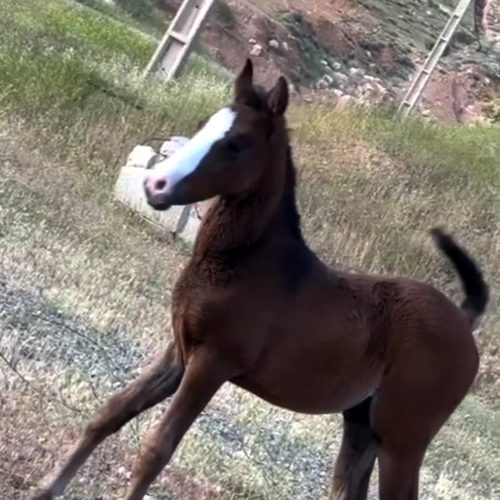 اسب مادیان و نریان