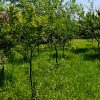 خانه ویلایی دنج و آرام در یک فضای زیبا