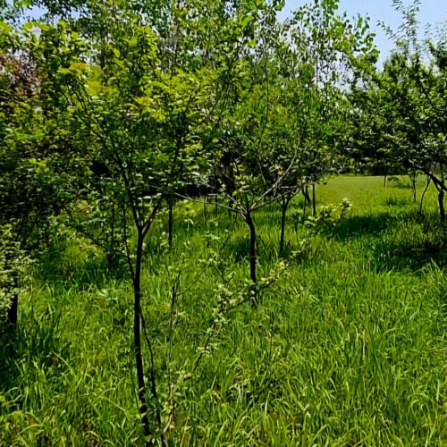 خانه ویلایی دنج و آرام در یک فضای زیبا