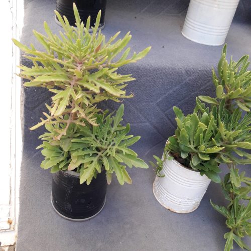 گلهای اپارتمانی