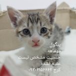 واگذاری دو گربه یک ماهه و دو ماهه