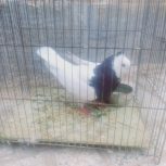 طوقی کاکل دار سالم