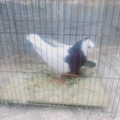 طوقی کاکل دار سالم