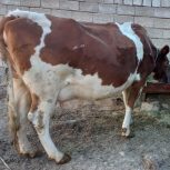 گاو سیمینتال