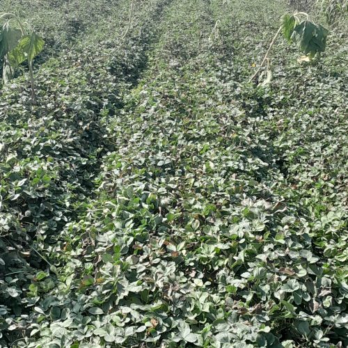 نهال توت فرنگی کاماروس 1نی