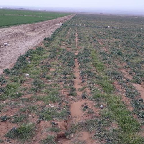 اجاره زمین کشاورزی