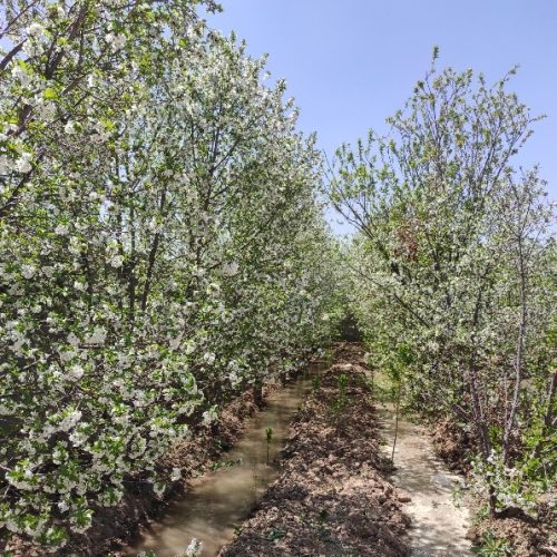 فروش باغ 400متری.دیوار کشی با بلوک .حق اب چاه ومادی.