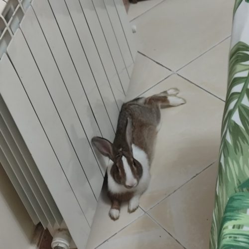 واگذاری خرگوش