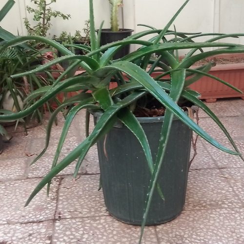 فروش گیاه آپارتمانی آلوئه ورا شاخه ای وگلدانی