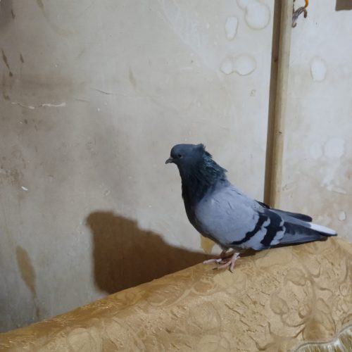 سبز روشن ریزه کفتر کاکلی نر