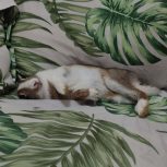 واگذاری خرگوش