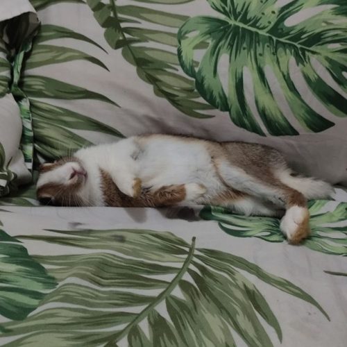 واگذاری خرگوش