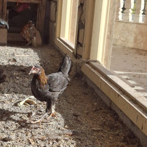 جوجه گلین نژاد عالی ریشو کاکول دار