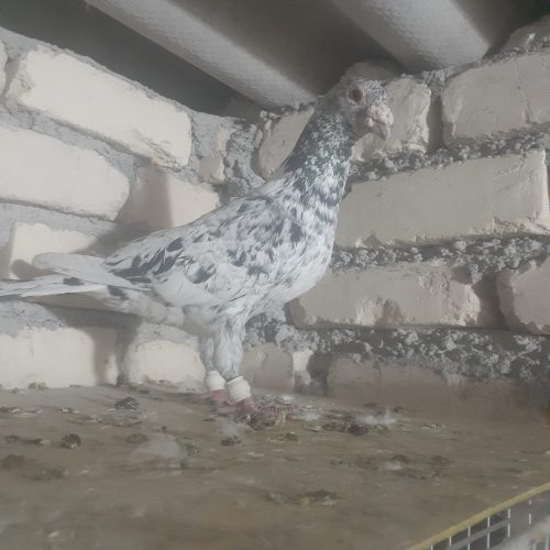 چپ سیاه کاکلی