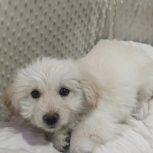 توله نر کاملا سالم یک واکسن خورده ولی شناسنامه نداره