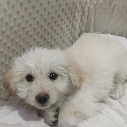 توله نر کاملا سالم یک واکسن خورده ولی شناسنامه نداره