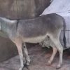 کره الاغ