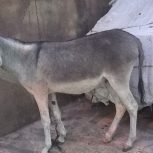 کره الاغ