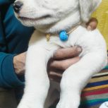 توله ی سگ سرابی اصیل