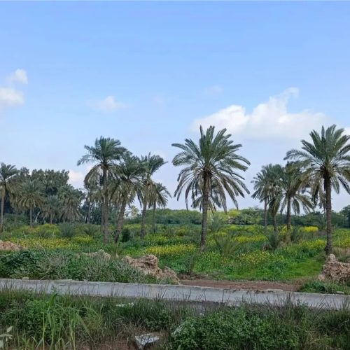 فروختن انواع خرمای دری برم عسلی و خرمای زاهدی