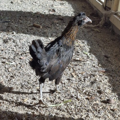 جوجه گلین نژاد عالی ریشو کاکول دار